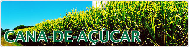 cana-de-açucar